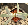 Cheiridopsis Denticulata - Plant